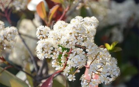 石楠花为什么叫最污花，因其花香特殊