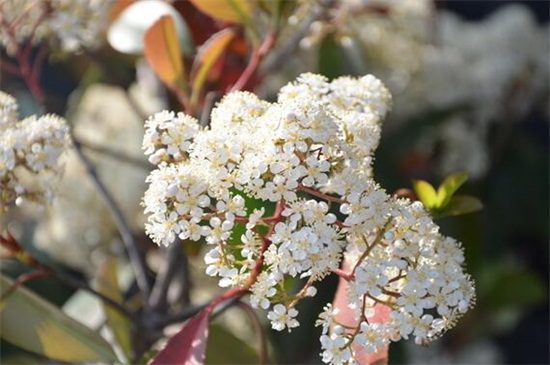 石楠花为什么叫最污花