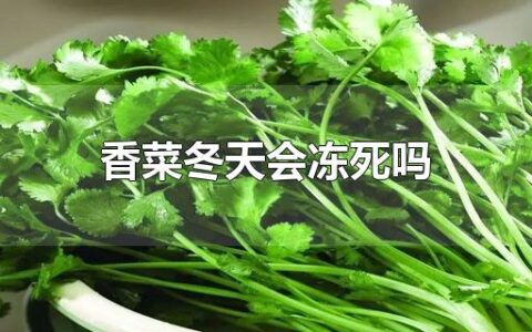 香菜冬天会冻死吗