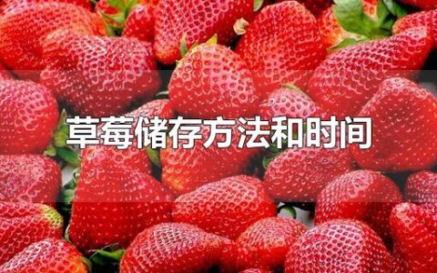 草莓储存方法和时间