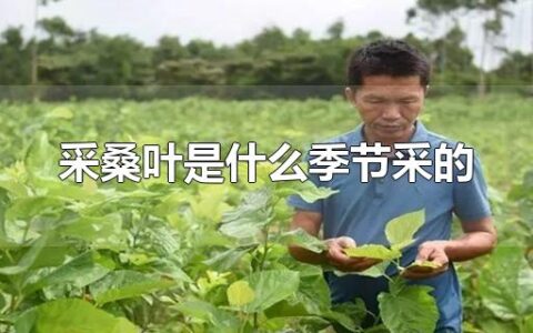 采桑叶是什么季节采的