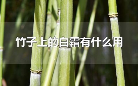 竹子上的白霜有什么用