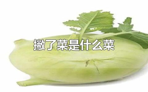 撇了菜是什么菜