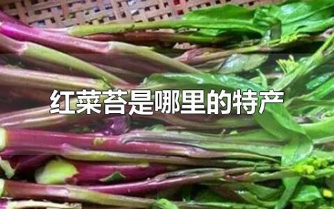 红菜苔是哪里的特产