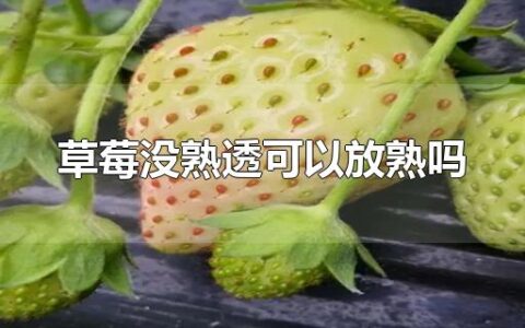 草莓没熟透可以放熟吗