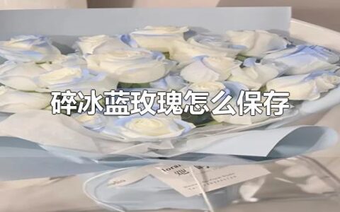 碎冰蓝玫瑰怎么保存