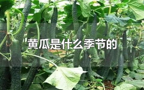 黄瓜是什么季节的