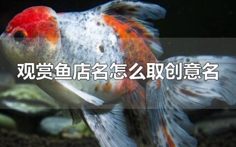 观赏鱼店名怎么取创意名