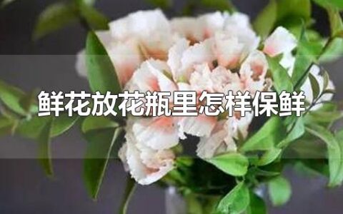 鲜花放花瓶里怎样保鲜