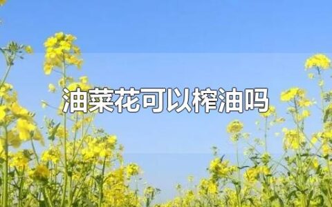 油菜花可以榨油吗