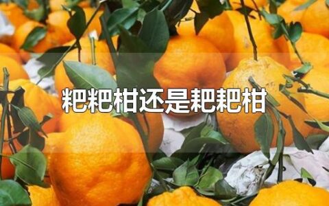 粑粑柑还是耙耙柑