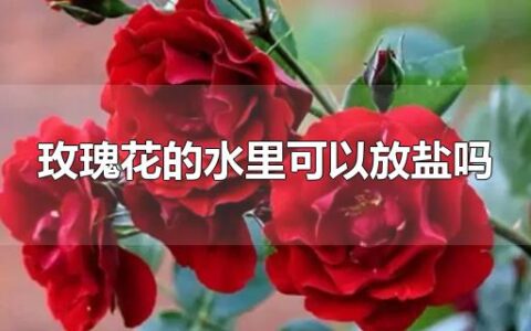 玫瑰花的水里可以放盐吗