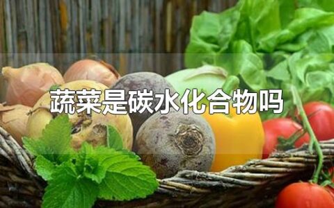 蔬菜是碳水化合物吗