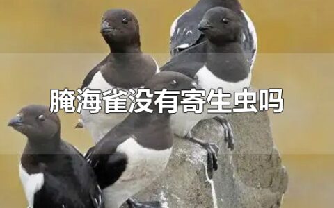 腌海雀没有寄生虫吗