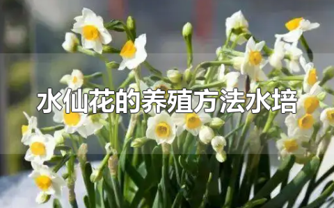 水仙花的养殖方法水培