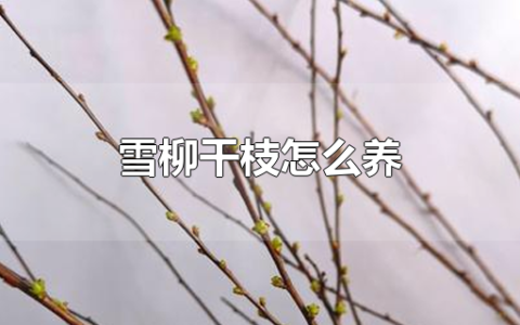 雪柳干枝怎么养