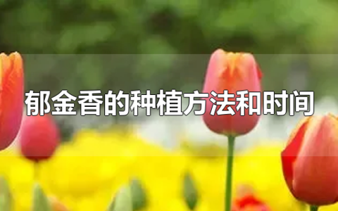 郁金香的种植方法和时间