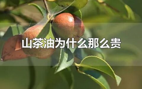 山茶油为什么那么贵