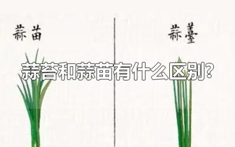 蒜苔和蒜苗有什么区别?