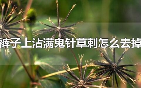 裤子上沾满鬼针草刺怎么去掉