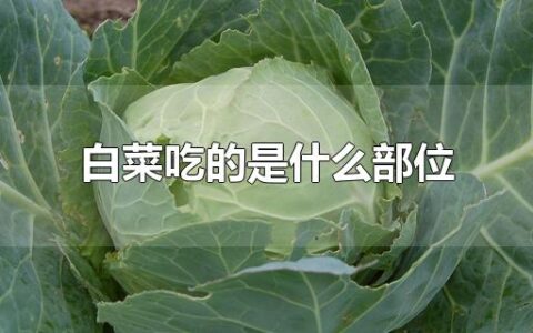 白菜吃的是什么部位