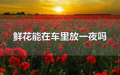 鲜花能在车里放一夜吗