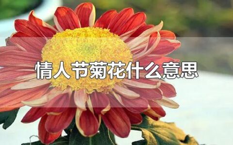 情人节菊花什么意思