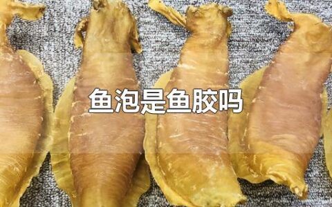 鱼泡是鱼胶吗