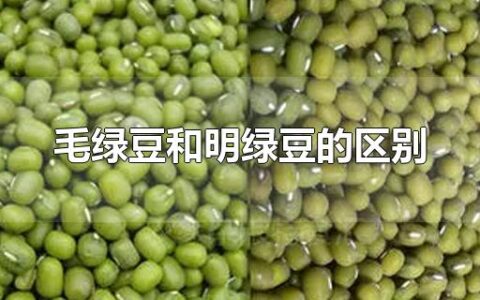 毛绿豆和明绿豆的区别