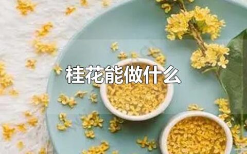 桂花能做什么