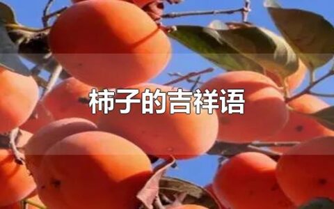 柿子的吉祥语