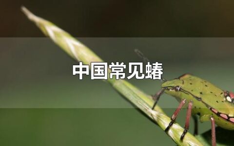 中国常见蝽