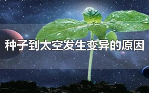 种子到太空发生变异的原因