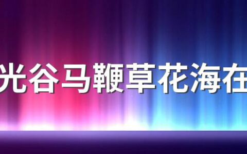 武汉光谷马鞭草花海在哪里 光谷马鞭草花海游玩攻略