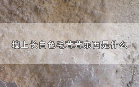 墙上长白色毛茸茸东西是什么