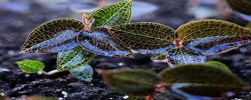 金线莲的种植技术与管理