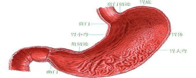 胃位置