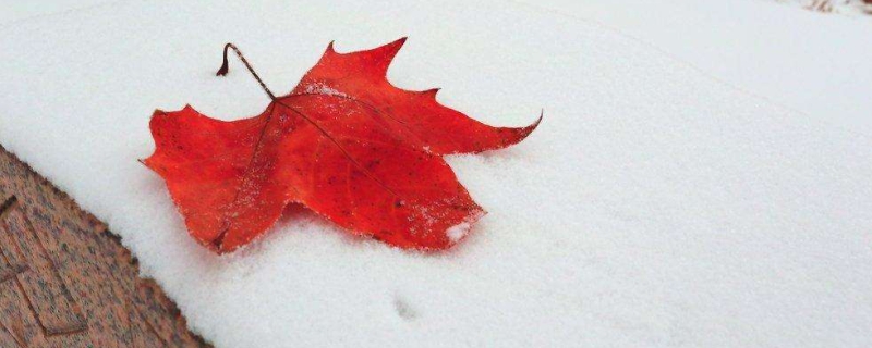 下雪了的场景说一段话