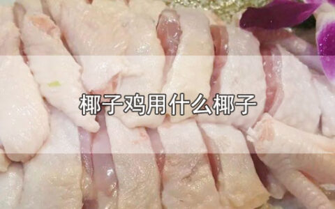 椰子鸡用什么椰子