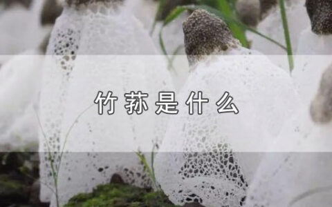 竹荪是什么