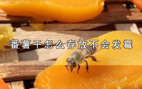 番薯干怎么存放不会发霉