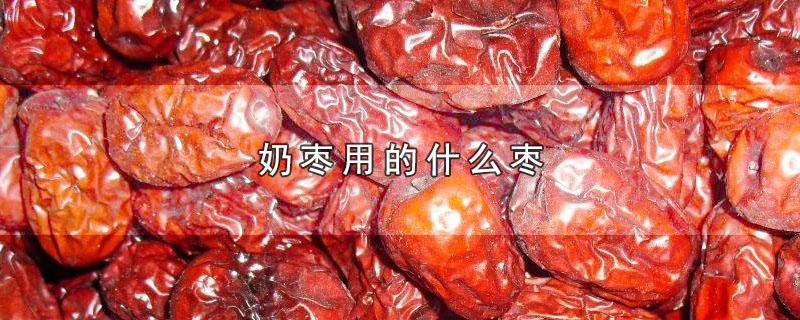 奶枣用的什么枣