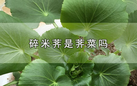 碎米荠是荠菜吗