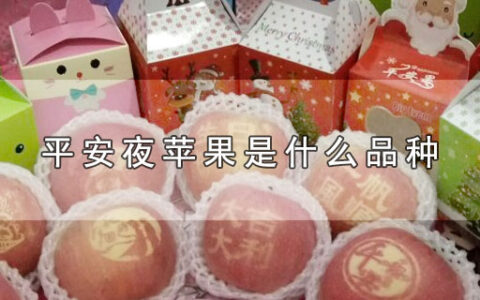 平安夜苹果是什么品种