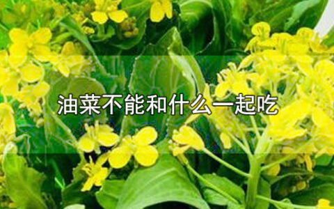 油菜不能和什么一起吃