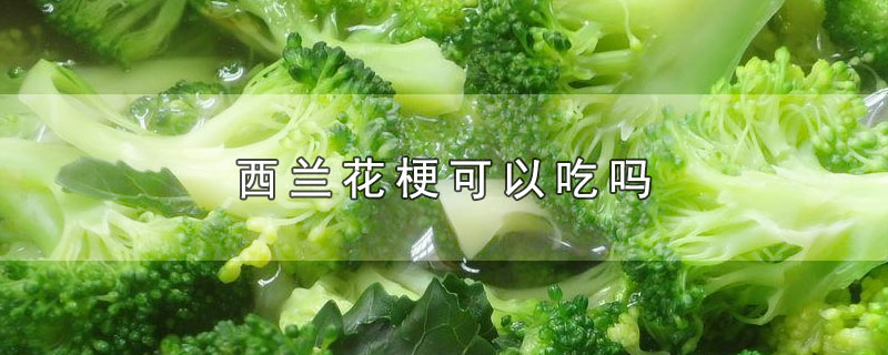 西兰花梗可以吃吗