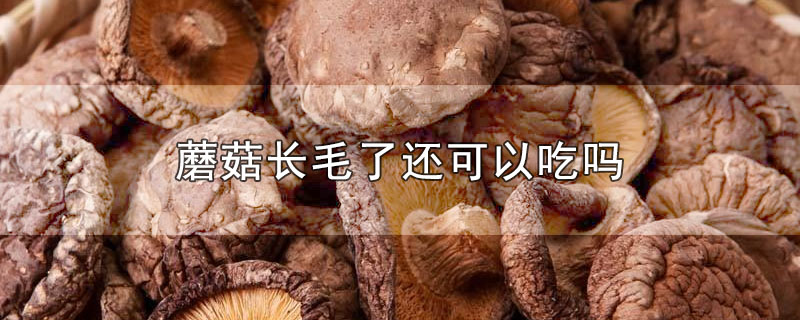 蘑菇长毛了还可以吃吗