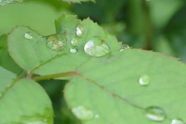 露似珍珠月似弓是什么季节