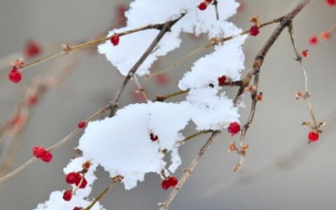 关于雪的歌词有哪些