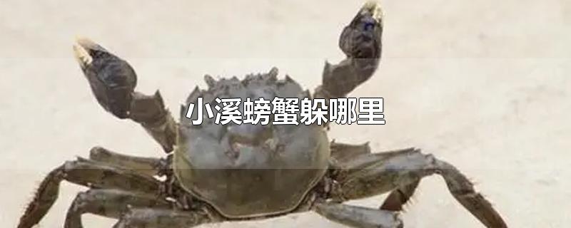 小溪螃蟹躲哪里